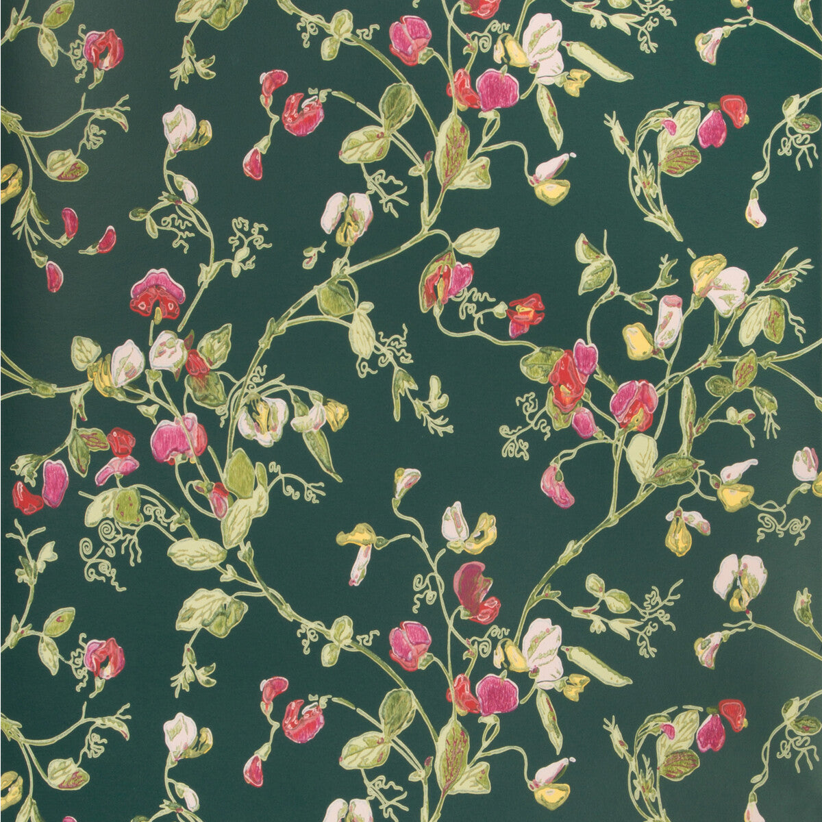 COLE & SON SWEET PEA CERISE/MAGEN/VRDN