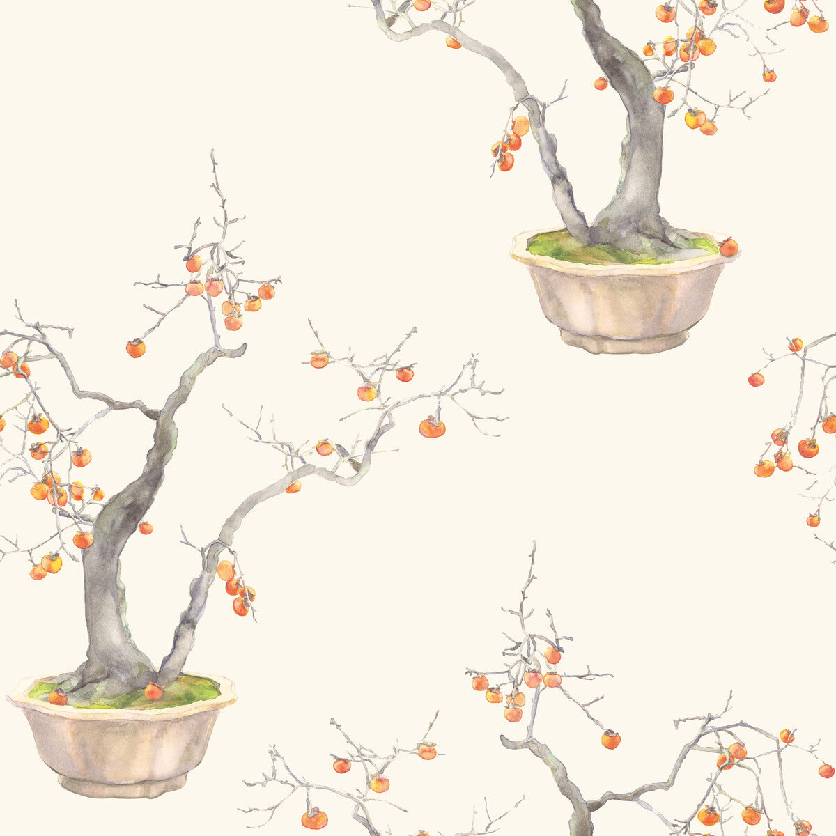 COLE & SON KAKI PERSIMMON BERGAMOT