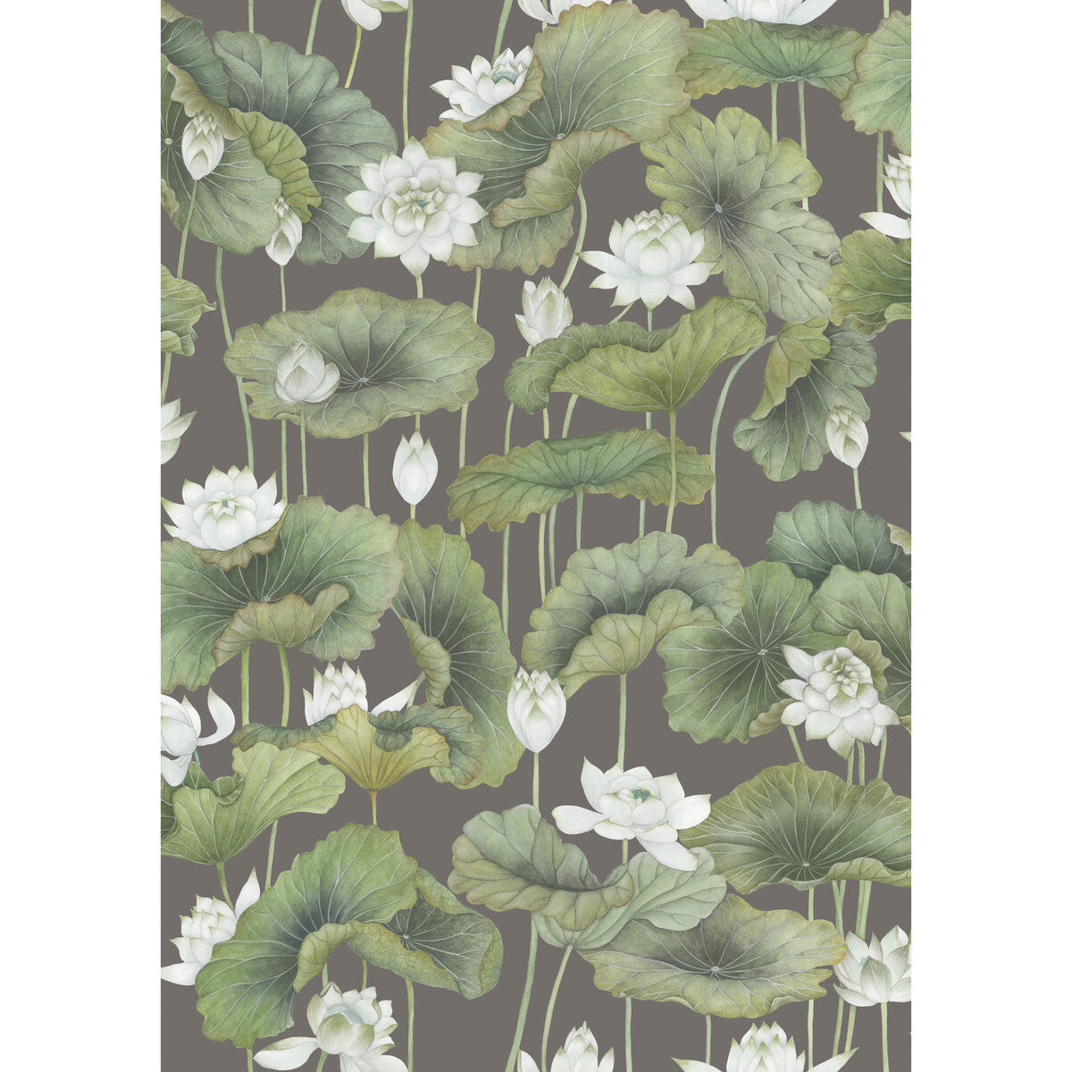 COLE & SON LILY LOTUS WHITE/CHARCOAL
