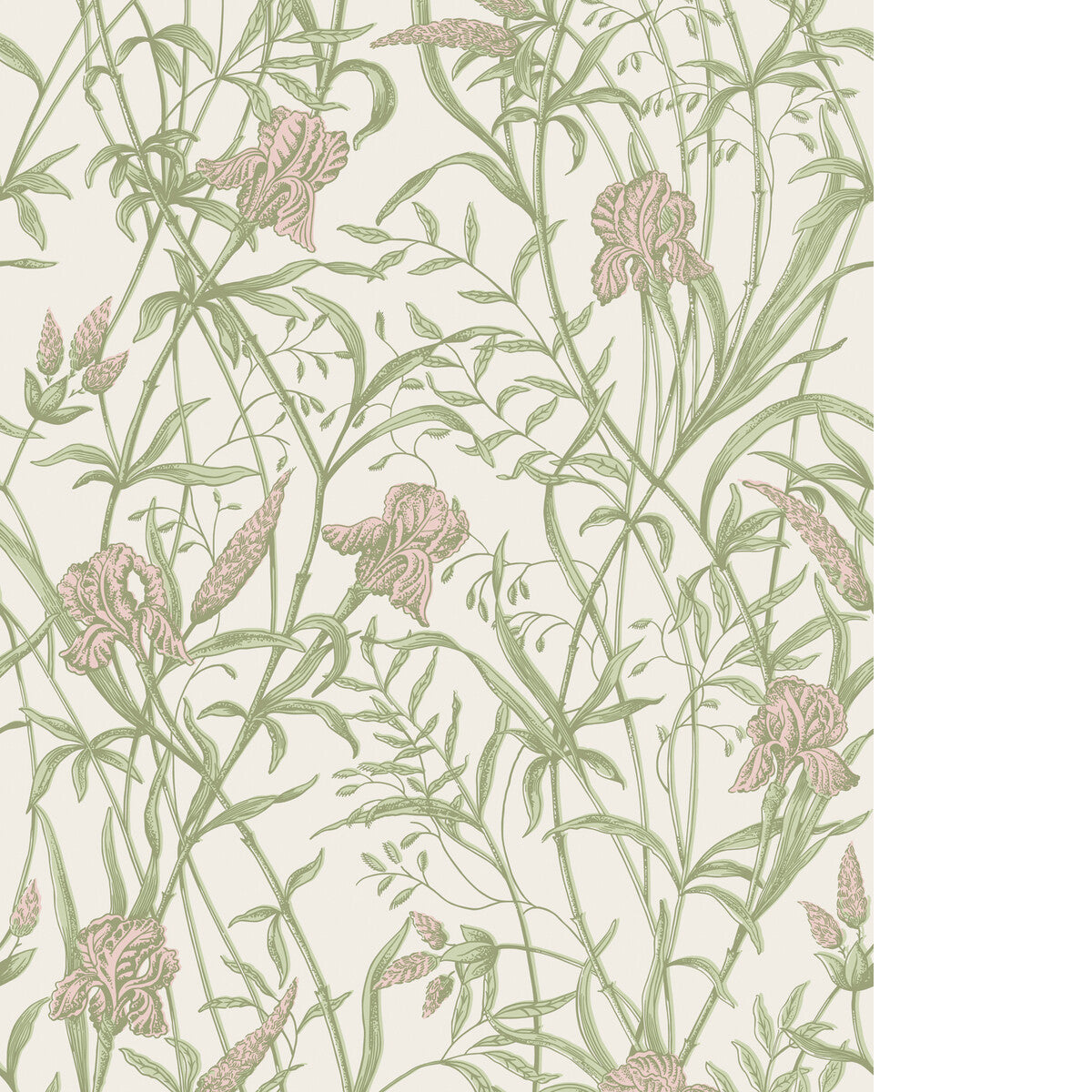 COLE & SON IRIS SOFT CORAL ON CHALK