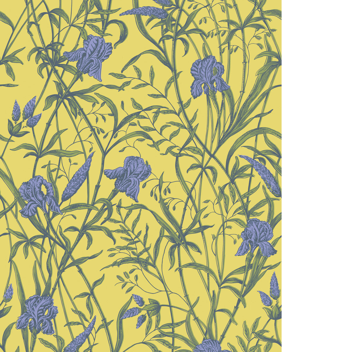 COLE & SON IRIS VIOLET ON CITRINE