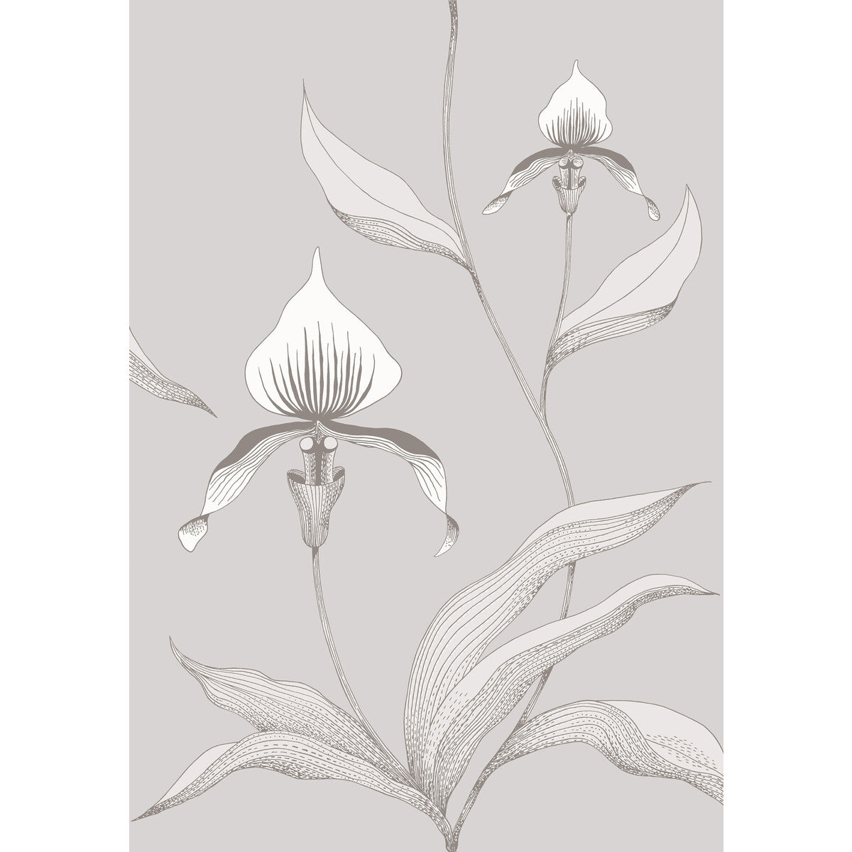COLE & SON ORCHID GREY/WHITE