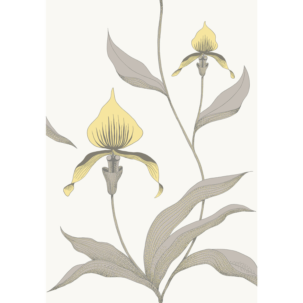 COLE & SON ORCHID YELLOW/WHITE
