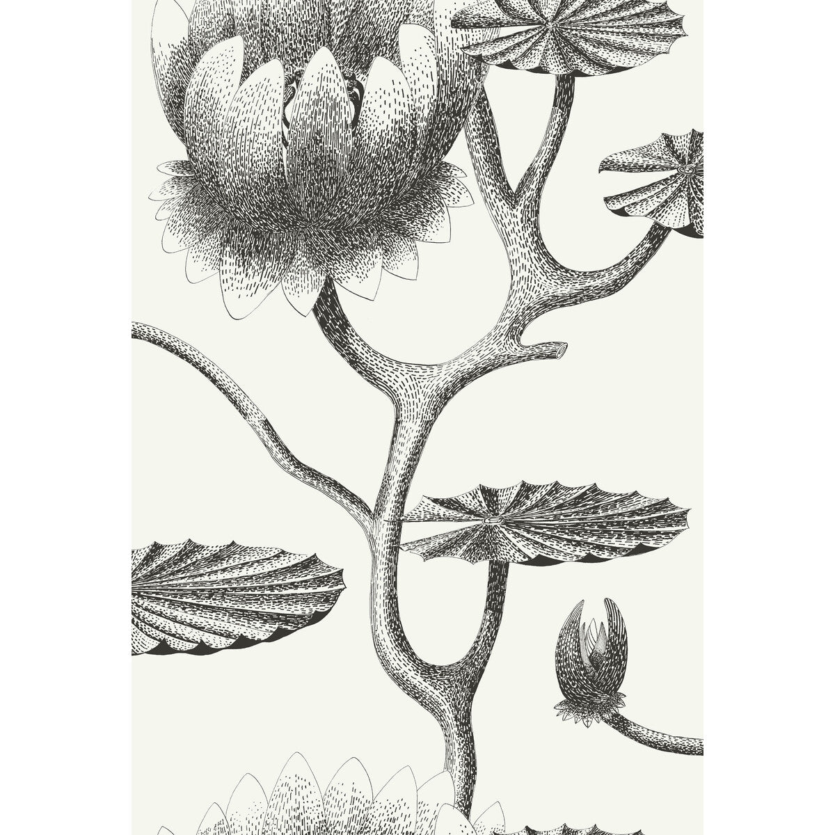 COLE & SON LILY BLACK/WHITE