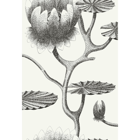 COLE & SON LILY BLACK/WHITE