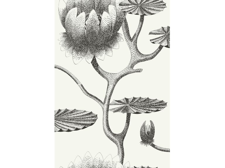 Cole & Son WP: Contemporary Restyled Lily 95/4020.CS.0 Black/White