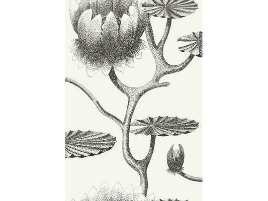 Cole & Son WP: Contemporary Restyled Lily 95/4020.CS.0 Black/White