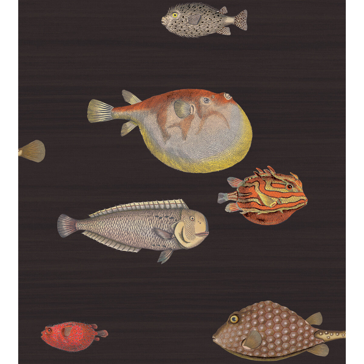 COLE & SON ACQUARIO BLACK & MULTI