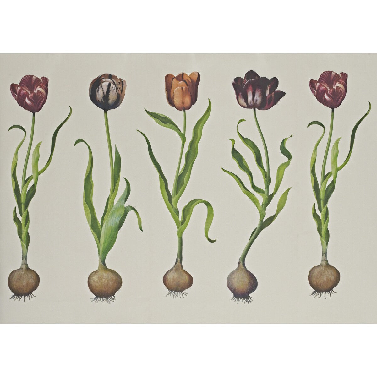 KRAVET COUTURE TULIPS 310