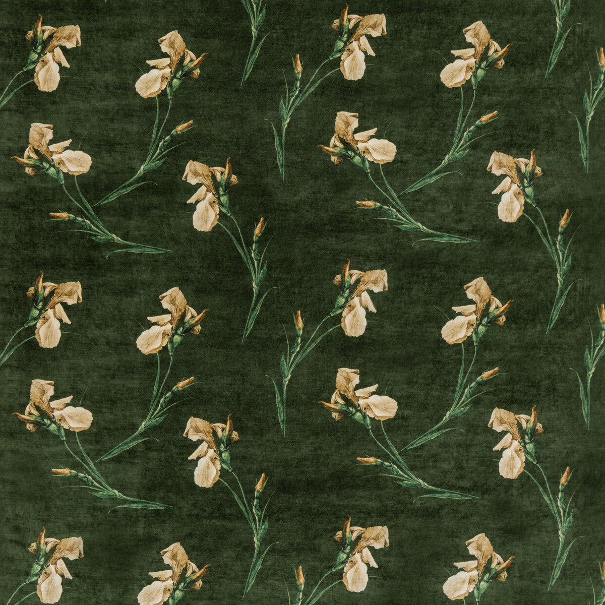 G P & J BAKER BAKER IRIS EMERALD