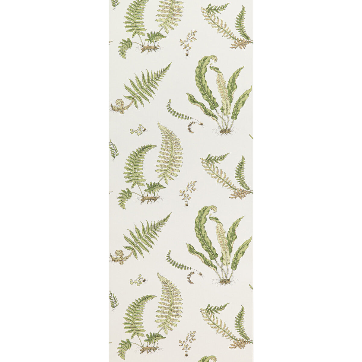 G P & J BAKER FERNS LEAF