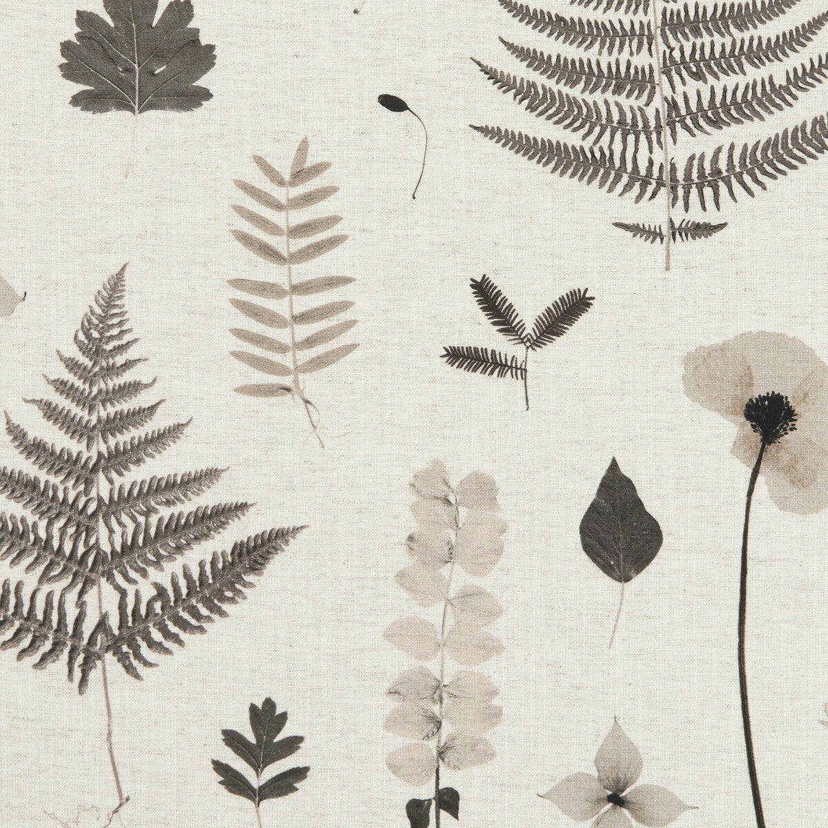 CLARKE AND CLARKE HERBARIUM CHARCOAL/NATURAL