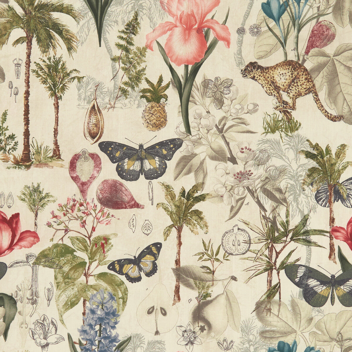 CLARKE AND CLARKE BOTANY TROPICAL