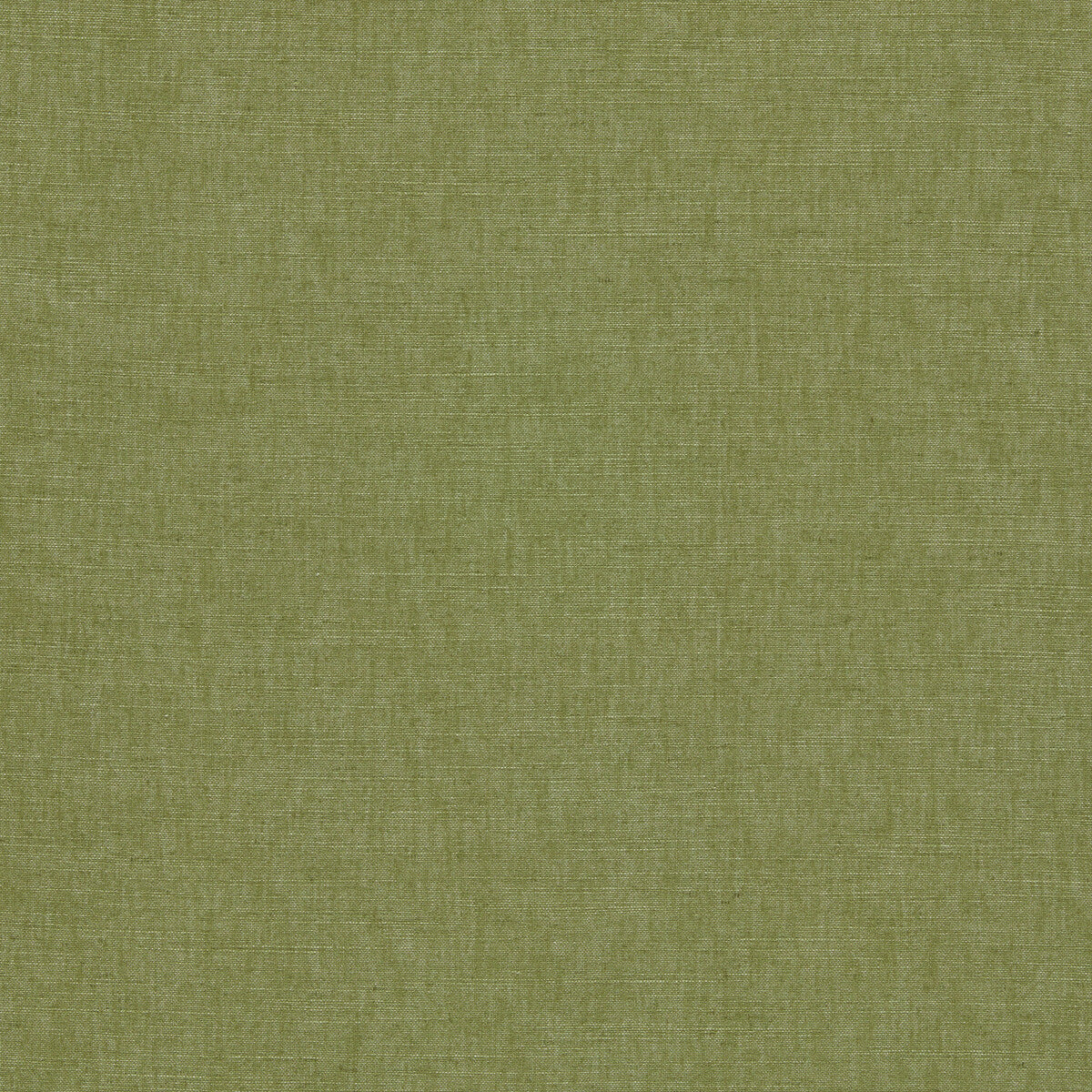 CLARKE AND CLARKE PARADISO PALM