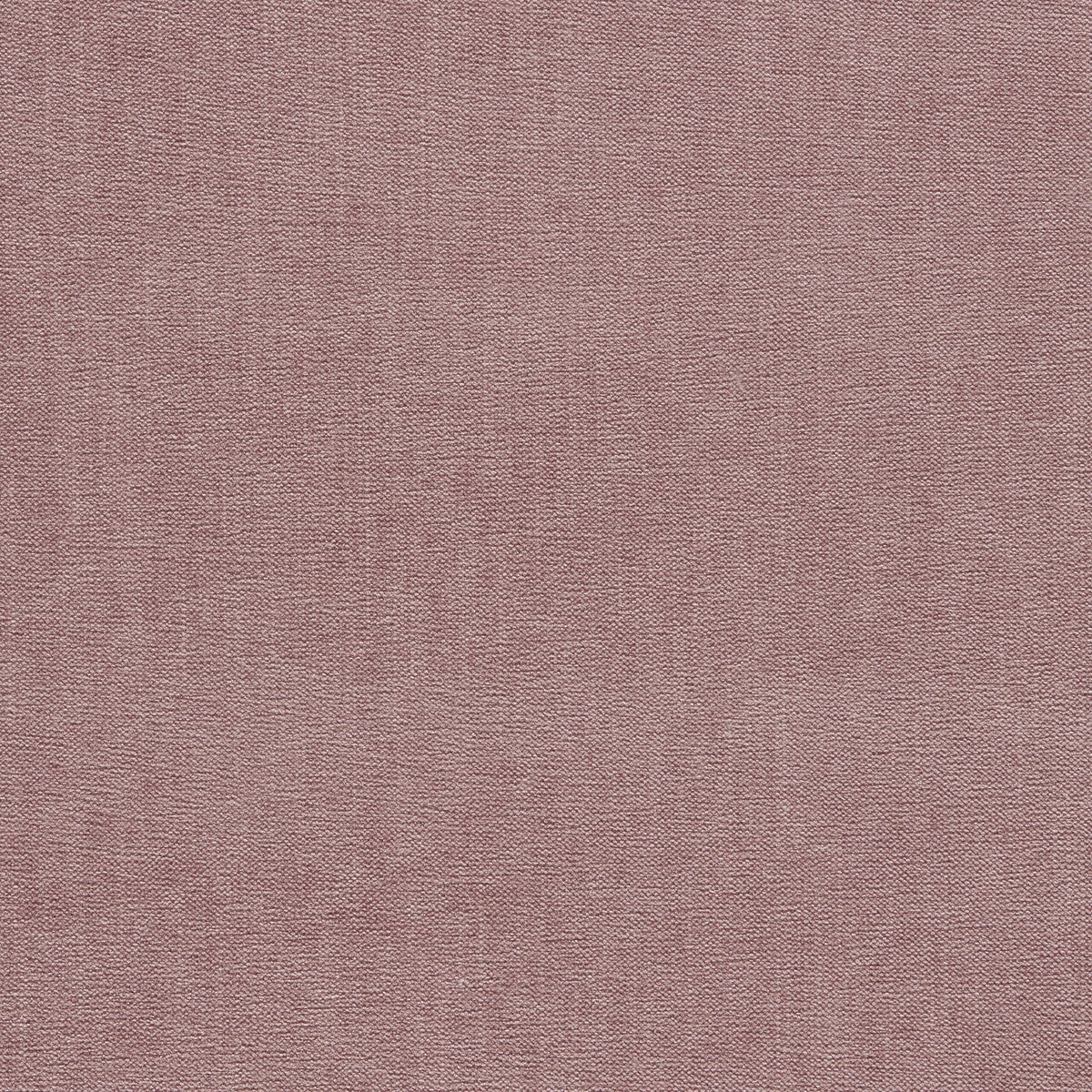 CLARKE AND CLARKE JAIPUR ROSE