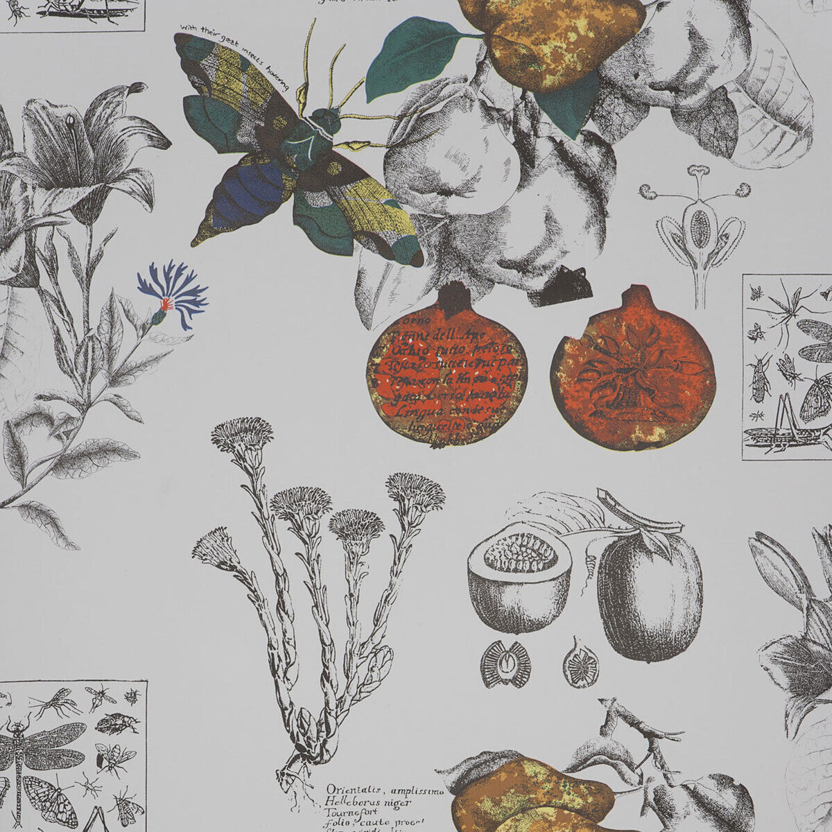 GASTON Y DANIELA LINNEO ORIGINAL