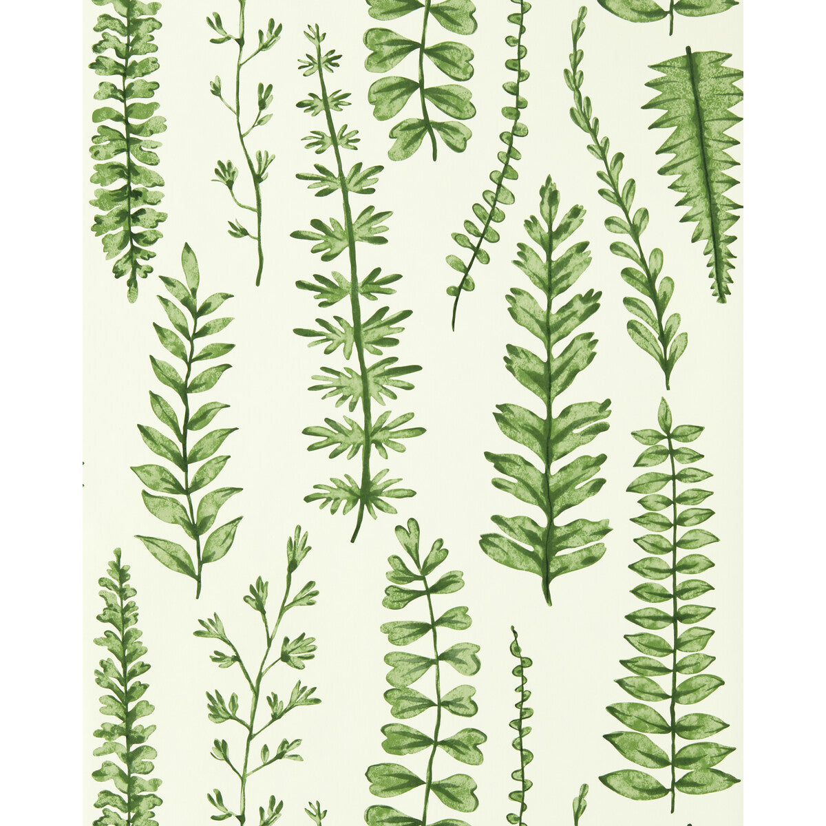 SCION FERNS JUNIPER
