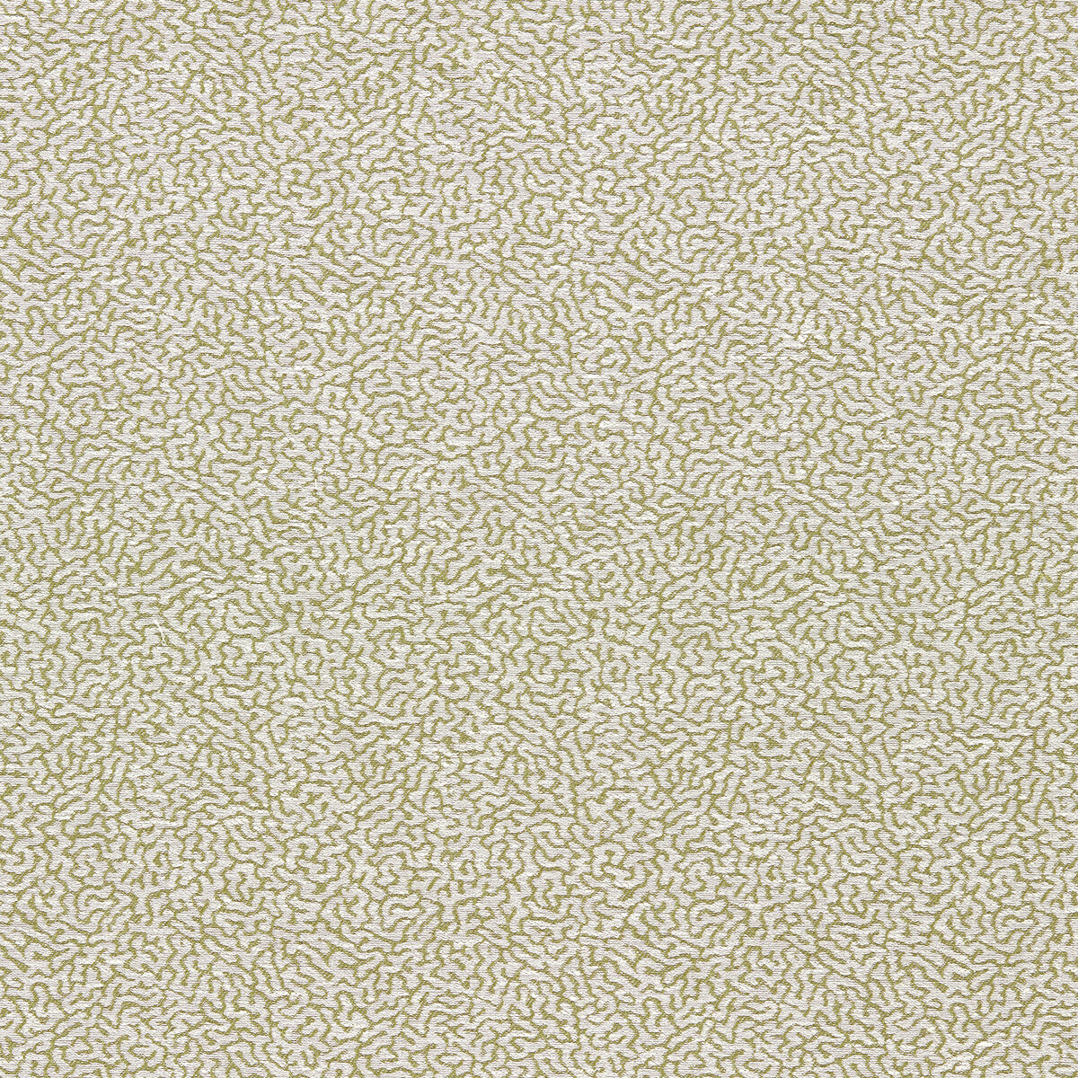 SCION DUCKWEED LAWN