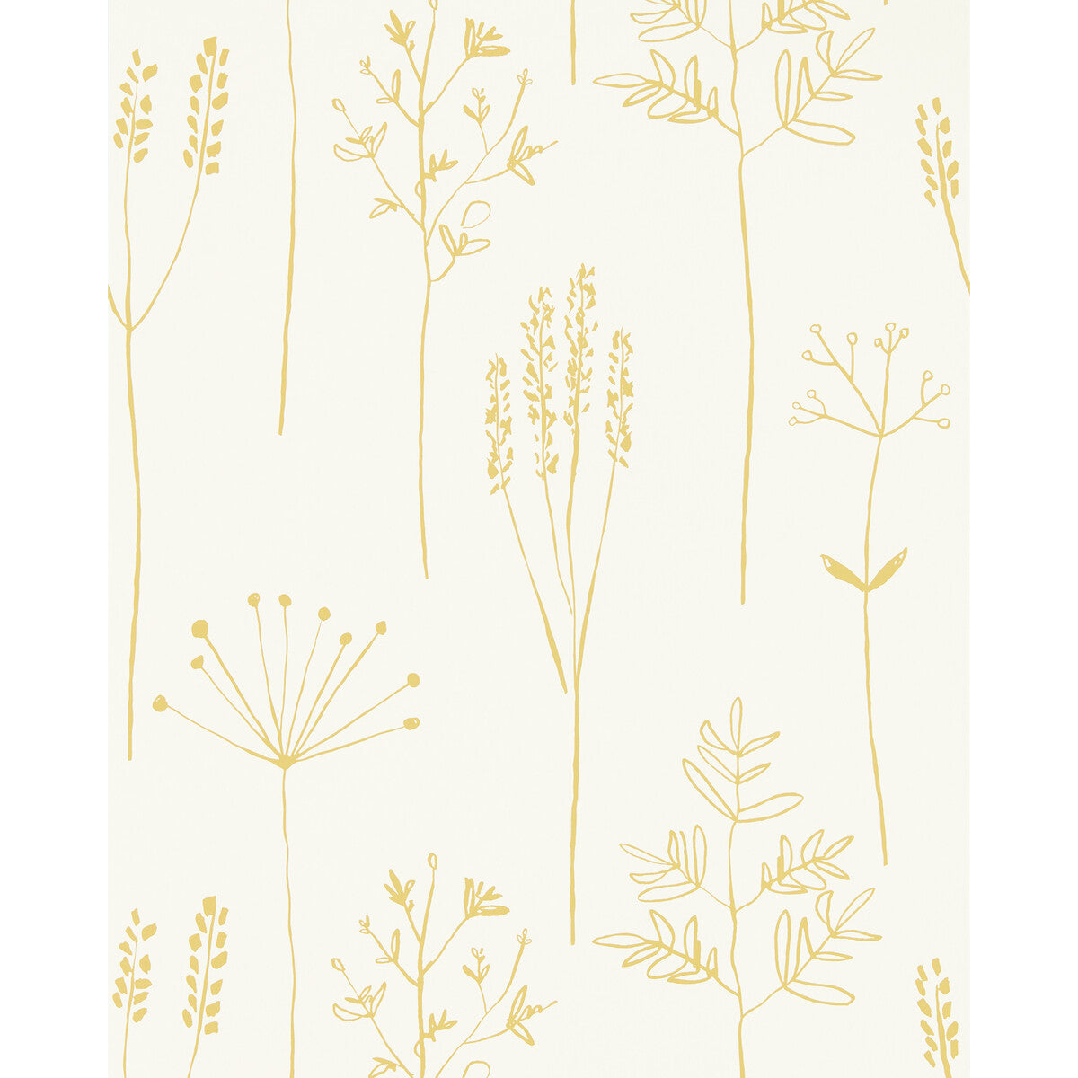 SCION STIPA HONEY