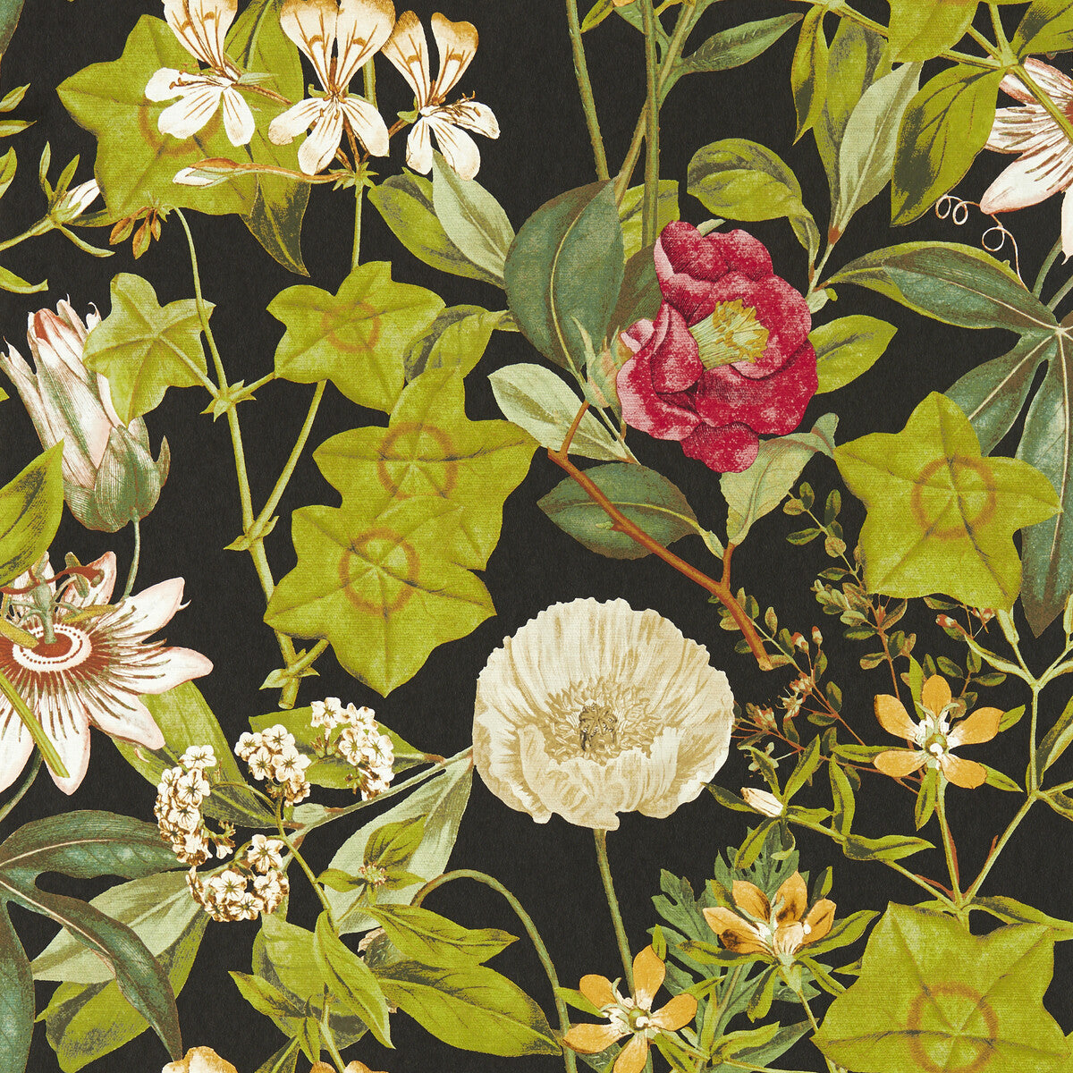 CLARKE AND CLARKE PASSIFLORA NOIR WP
