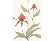 Cole & Son WP: Contemporary Restyled Orchid 95/10054.CS.0 Red & White